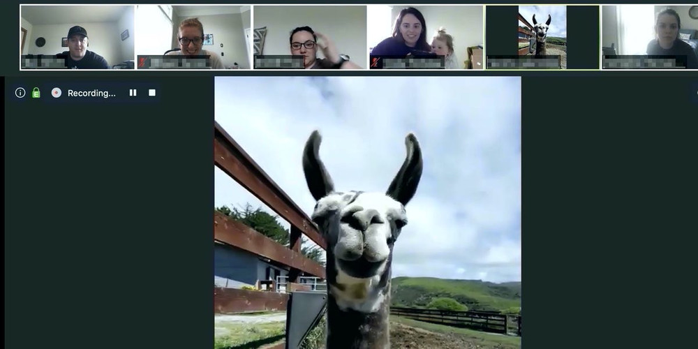 This is some next level digital business transformation, Who's in? :joy: https://www.businessinsider.com/zoom-video-goat-2-meeting-llama-sweet-farm-animals-cameo-2020-4